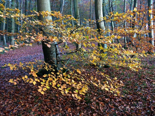 Chant d'automne 2012 (32)